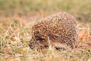 hedgehog on the grass.. photo