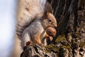 ardilla en el parque de otoño foto