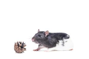 Rat on white background photo