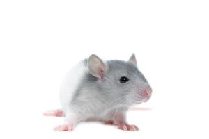 rat on white background photo