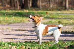 Jack Russell Terrier photo