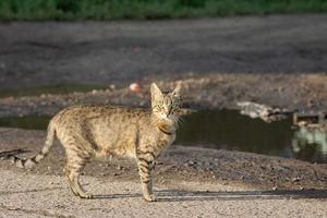 grey cat on grass photo