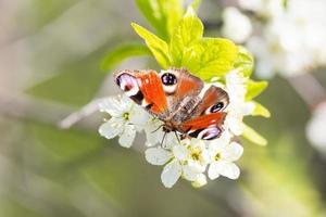 Peacock on a apple tree photo