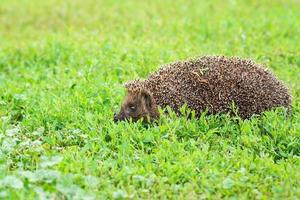 hedgehog on the grass photo