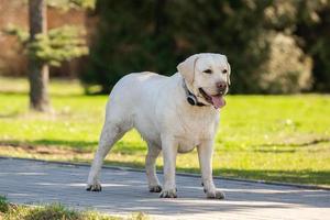 labrador retriever yellow summer photo