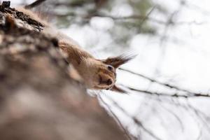 Squirrel on the tree photo