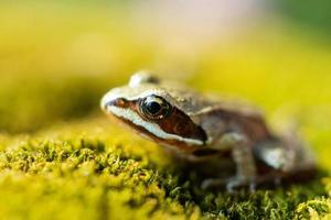 toad on the grass photo