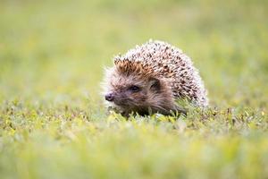 hedgehog on the grass.. photo