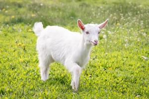 goat on grass. photo