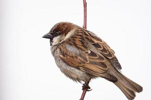 Sparrow on the tree photo