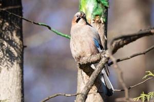 arrendajo euroasiático garrulus glandarius foto