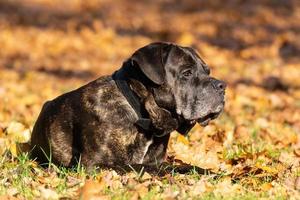 dog cane Corso photo