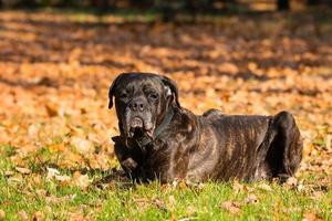 dog cane Corso photo