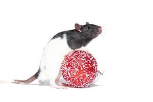 Rat on white background photo