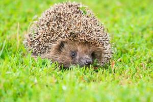 hedgehog on the grass photo