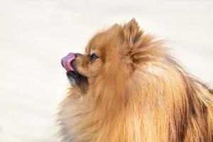 lindo perro spitz en la naturaleza foto