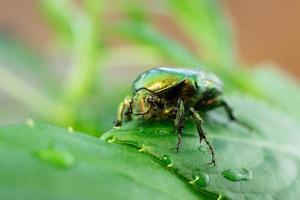 cetonia aurata hoja verde foto