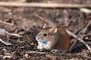 el raton de campo rayado foto