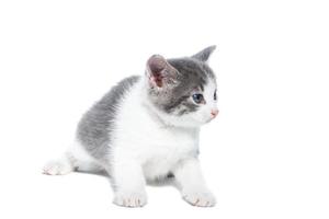 kitten on a white background photo