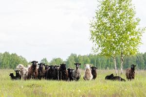 Lambs and sheep green grass photo