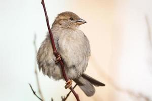 Sparrow on the tree photo