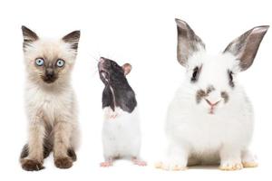 Kitten, rabbit and rat photo