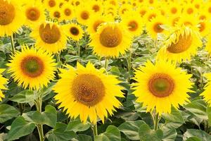 Sunflower field landscape photo