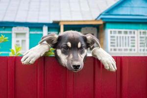 cuidado con el perro malvado foto