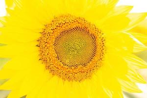 background texture of sunflower photo