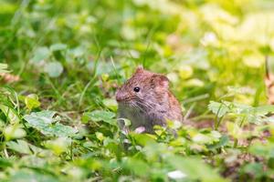 The striped field mouse photo