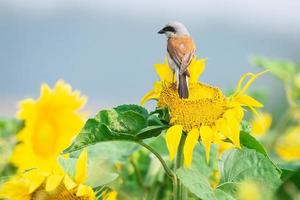 Lanius collurio on sunflower photo