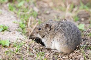 el raton de campo rayado foto