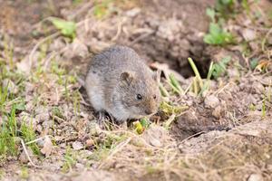 el raton de campo rayado foto