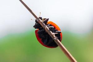 mariquita coccinellidae en un stic foto