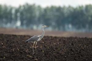 Heron on earth photo