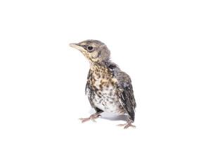 song thrush white background photo