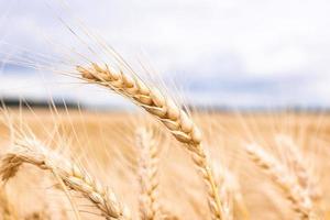 Gold wheat field blue sky photo