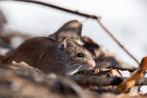 The striped field mouse photo