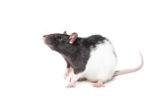 rat on white background photo