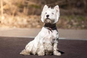 west highland white terrier photo