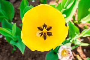 Yellow Tulip in nature photo