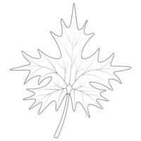 Maple Leaf. Part of the tree with veins. Outline on an isolated white background. Doodle style. Sketch. Coloring book for children. The leaf shape is crown-shaped. Emblem of Canada. vector