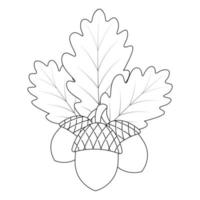 Acorns and oak leaves. Nuts with hard shells. The foliage of the tree is veined. sketch. vector