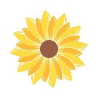 Beautiful and natural sunflower illustration vector