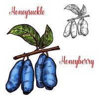 Honeysuckle vector sketch berry icon