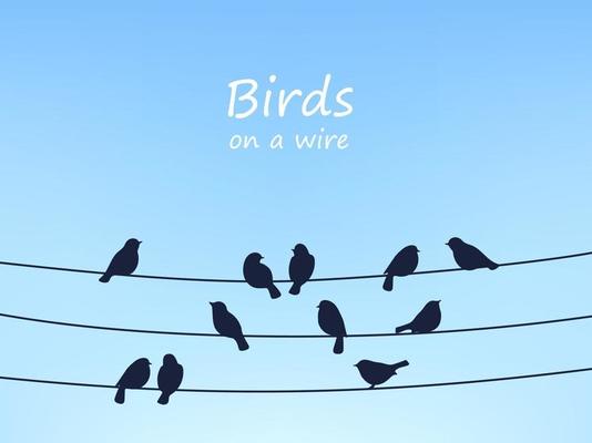 Sparrow birds flock on power line and wires