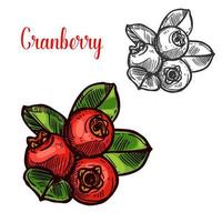 Cranberry vector sketch fruit berry icon