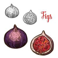 Fig fruit isolated sketch with fresh exotic berry vector