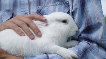 jeune garçon de race blanche dans une chemise à carreaux bleu tient un mignon lapin blanc domestique moelleux ses bras le caresse lentement à l'extérieur par temps ensoleillé. lapin de pâques pour le printemps fête religieuse pâques video