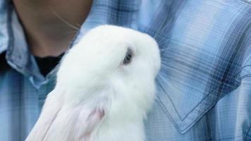 jeune garçon de race blanche dans une chemise à carreaux bleu tient un mignon lapin blanc domestique moelleux ses bras le caresse lentement à l'extérieur par temps ensoleillé. lapin de pâques pour le printemps fête religieuse pâques
